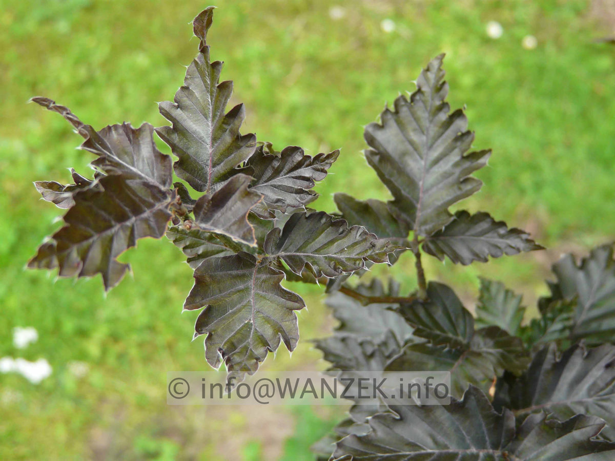 Fagus sylvatica Rohan Obelisk.jpg